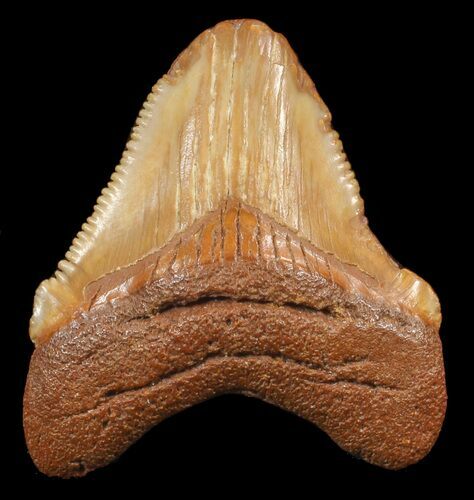 Chubutensis Tooth From NC - Megalodon Ancestor #43081
